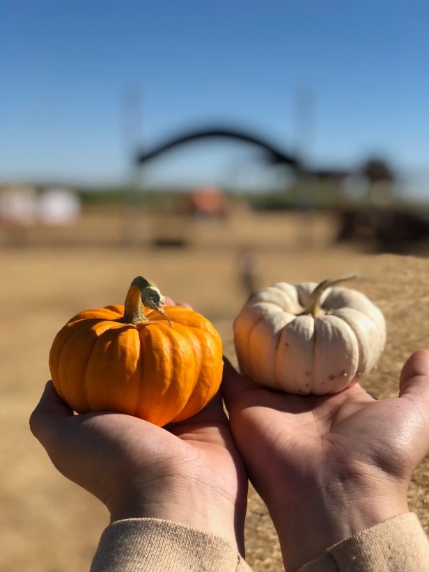 Pumpkins.jpeg